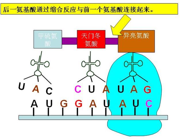 第58届诺贝尔生理医学奖解决了机体搬运氨基酸的武器