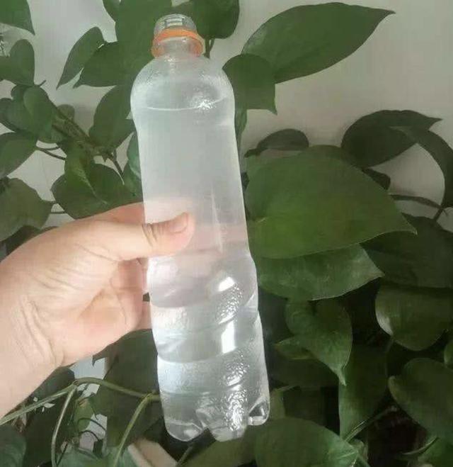 不想给花卉“施肥”，就用“它”，每个月“浇半瓶”，变旺盛！