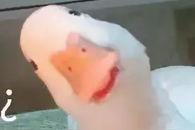 一跑步就肚子疼，是天生不适合跑步吗？图片