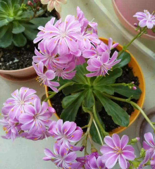 多肉露薇花,四季开花不停,你确定不养一盆?