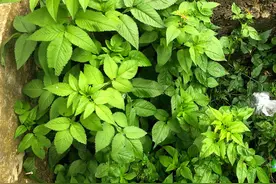 贵州威宁：生长中的药（草药）蔬（蔬菜）兼用植物——鬼针草图片