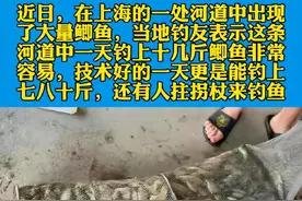 一天钓七八十斤，上海河道鲫鱼“成灾”，网友：别太贪图片