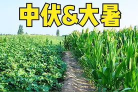 “大暑中伏前，必定是荒年”，今日中伏，大暑在前吗？看看就知道图片