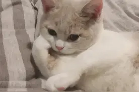 “云养猫”在线撸猫还能“躺着赚钱”，你心动了吗？图片