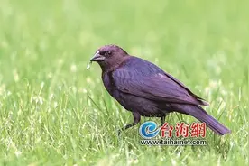 “黑老大”现身厦大引“轰动”！褐头牛鹂首次在厦被发现，还极可能是全国首次图片