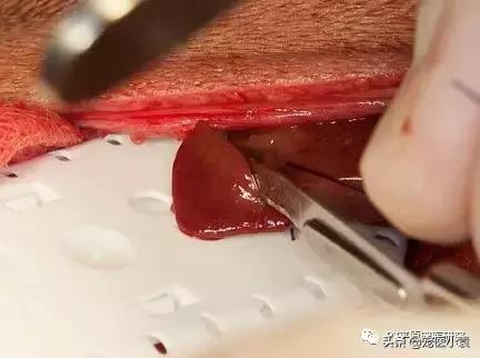 猫肝脂沉积症的症状诊断以及治疗建议