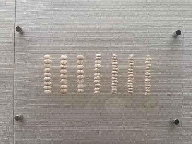 原始牛角化石多少钱