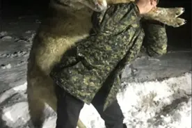 狮子大小巨狼袭击俄罗斯村庄，撕碎20余牛羊狗，村民射杀它合影图片