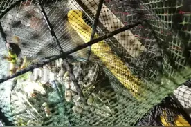 江苏一男子田间抓13只青蛙被罚3900元，险些坐牢，为国家保护动物图片