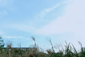 朝雨浥轻尘，青青柳色新图片