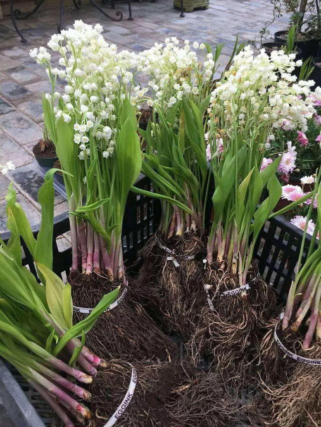 贝拉小蜜蜂草本身体乳