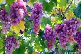 美文心阅：葡萄图片