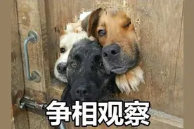 当普通狗狗看到警犬时，会觉得是警察来了吗？图片