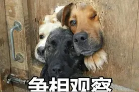 当普通狗狗看到警犬时，会觉得是警察来了吗？图片