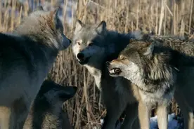 欧洲狼领地中为何血战不断？原来是老虎暗中作祟不断挑起战火图片