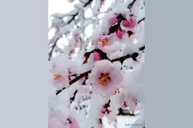 固原下雪了！宁夏气象台发布暴雪蓝色预警！图片