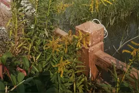 我为群众办实事 | 清除入侵物种，打击贩卖野生动物 周口公安在行动图片