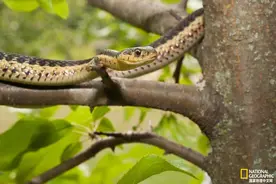 冷血与孤独的背后，蛇也有朋友图片