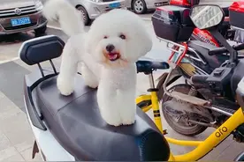 狗狗关笼子到底好不好？图片