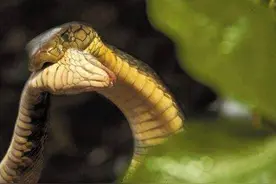 食物链顶端的“眼王”，打遍天下无敌手，却在无毒蛇身上吃瘪了？图片