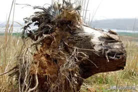 农村杀树不用请人，照着以下的办法，不动土就可以让树根死掉！图片