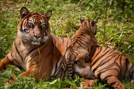 铁汉没有柔情？看看老虎的繁殖与交配，奇怪的冷知识又增加了图片