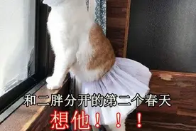 春天来了，家里的动物开始了兴奋，被困在家中的你该如何帮助它呢图片