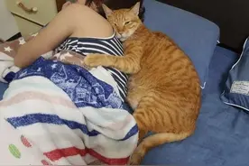 老婆2天没回家！面对妈宝猫，男主人哭诉：老婆刚回来就被它抢走图片