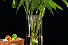 富贵竹“这里”剪一刀，杆变粗，叶变绿图片