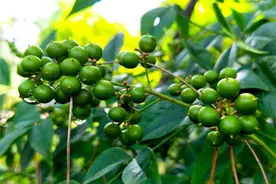 黄菠萝的人工繁殖与栽培管理，学会了产量不愁，要用价值也高图片