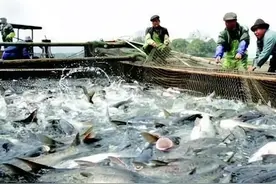 有个15亩鱼塘水深2米养鱼，你选择外出打工、还是在家里养鱼好？图片