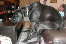 大丹犬，一辆车都装不下的狗图片