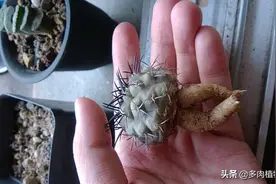 圆滚滚且肉嘟嘟的仙人球，你家的阳台就缺它图片