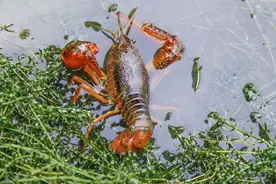 小龙虾吃什么？养殖小龙虾要注意什么？图片