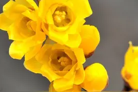 怎么处理和养护网购的花卉和盆景植物？图片