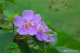 野牡丹和牡丹不同，属于南方花卉，而牡丹则为中原代表花卉图片