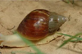 大雨后在野外如果看到大蜗牛，千万不要垂涎欲滴，连碰都别碰图片
