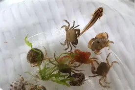 实拍！赶海捉到神秘生物！很多青岛人都不认识...图片
