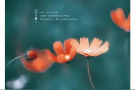 散文：走过青春的记忆图片