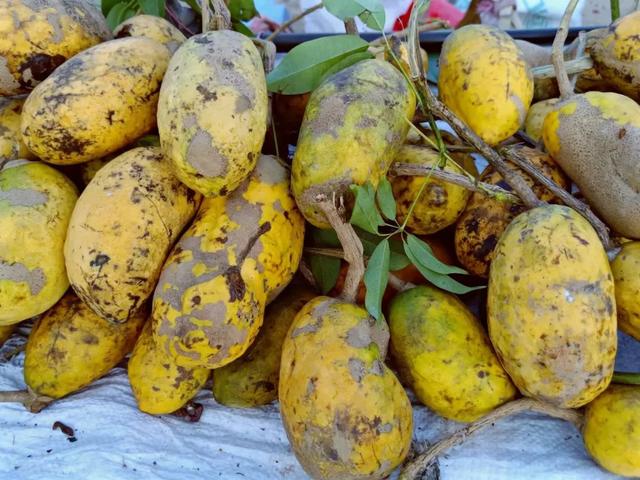 秋风吻尽银杏叶，艳遇醉美帽子峰