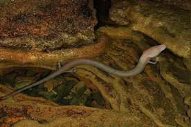 7年交配一次的洞螈，为什么懒到连交配都间隔这么久？图片