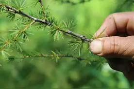 蟒蛇的肚子怎么了？图片