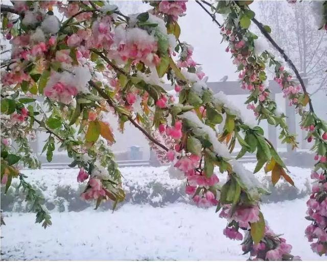 倒春寒预防及补救措施最全版！精华都在这里了