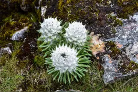 《珠峰仰止：嘎玛沟徒步记·6》雪莲花前多歧路，五星红旗破迷雾图片