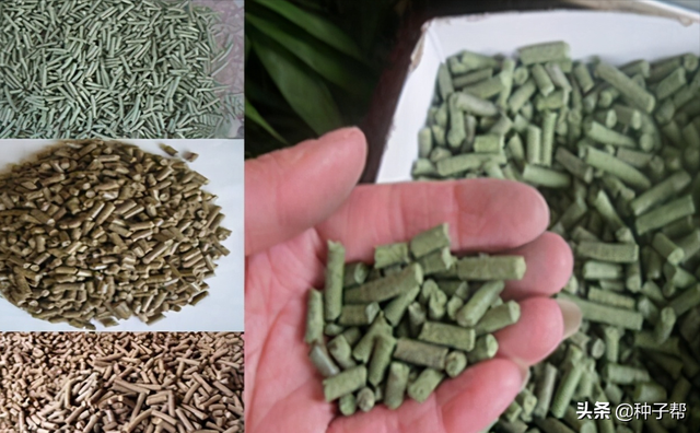 有关俄罗斯饲料菜畜牧价值，你想知道的都在这里了