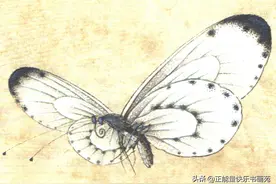 白蝴蝶画法与步骤图片