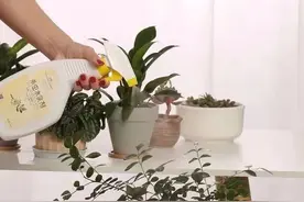 家里养花，4种自制“杀虫水”喷一喷，虫子杀光光，花儿越养越旺图片