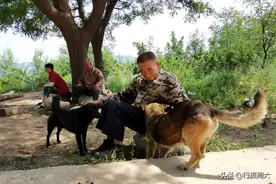 7旬老人在山中捡拾怪狗当护兵，战斗力强咬死过2头野猪，看啥样图片