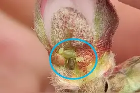 繁殖快、变异强的桃树蚜虫难防难治，抓住几个关键，也能完全防治图片