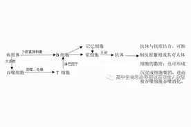 专题09 遗传的物质基础（DNA的结构、复制、转录、翻译）图片
